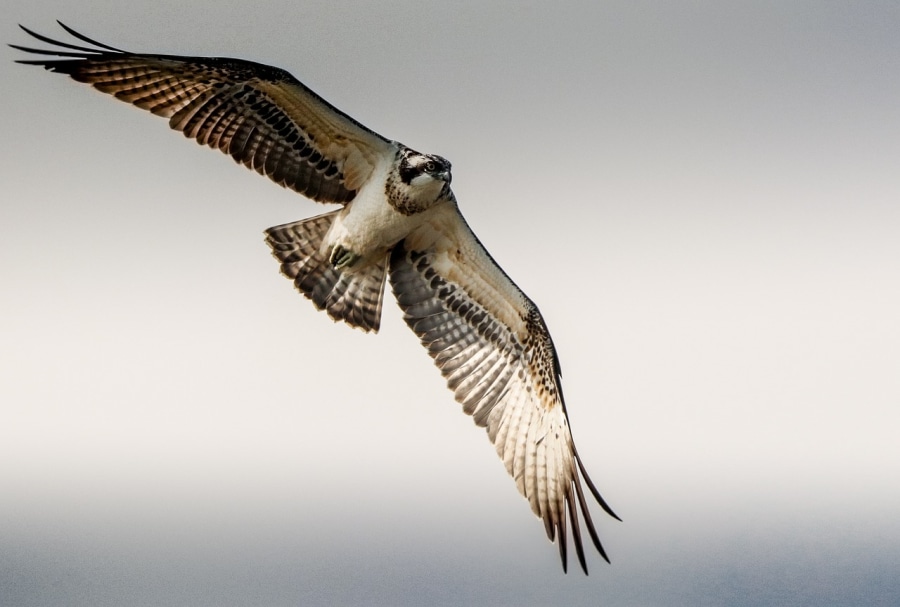 Several pairs of ospreys breed in the national park (bernd_lindner_98/Pixabay)