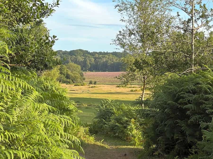Footpaths straight from your campsite to the forest