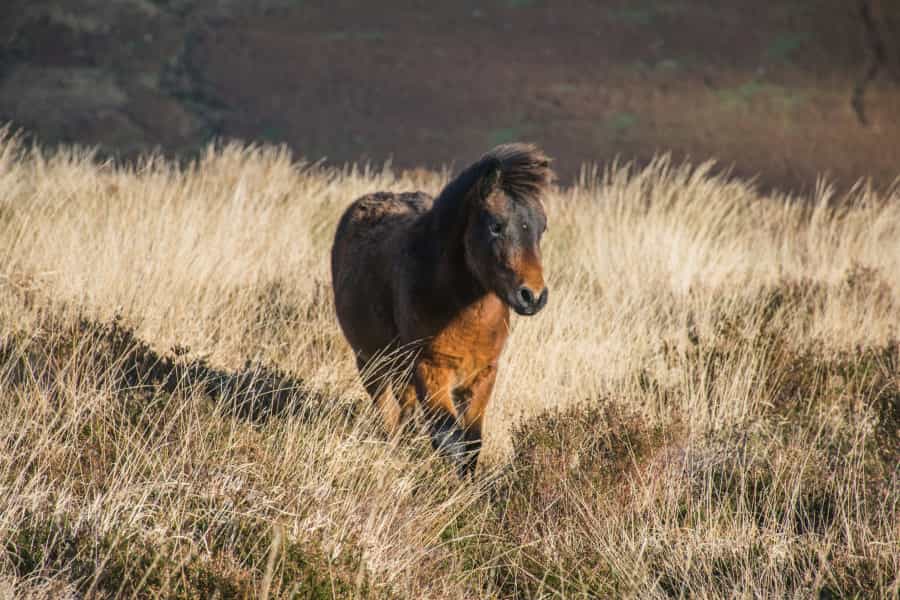 Dartmoor is well known for its ponies and is a great place for adaptive horseback riding (Veronica White/Unsplash)