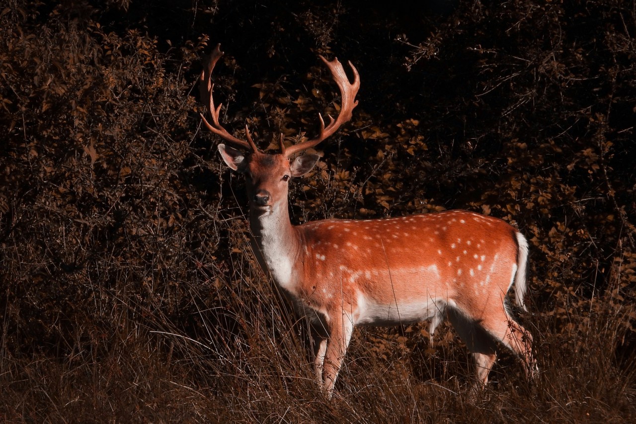 Deer at Bolderwood (Nick Fewings/Unsplash)