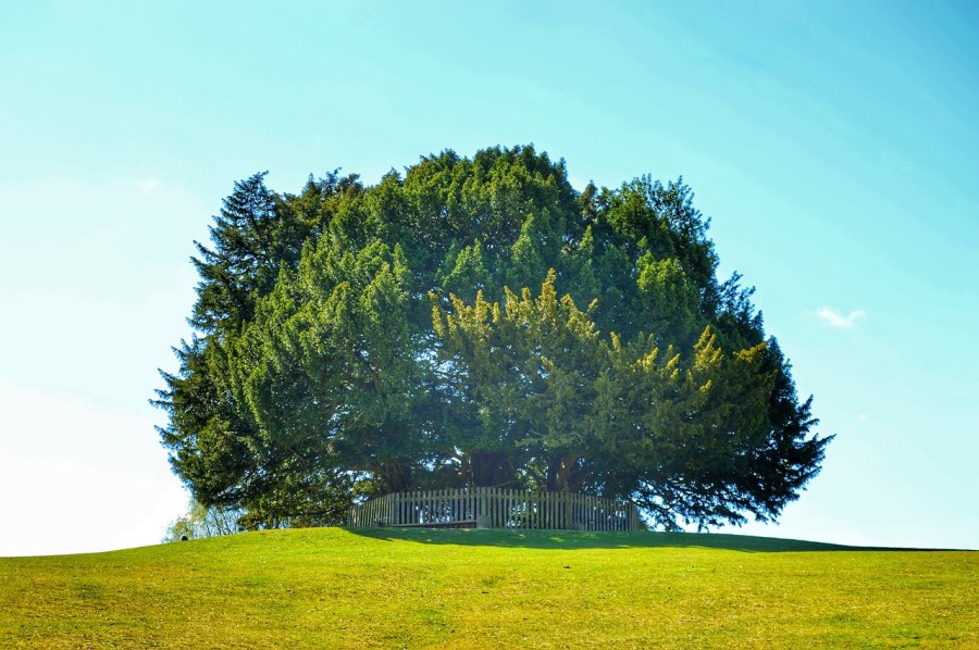 Yew Tree at Bolton’s Bench (Daryuschandra/Pixabay)