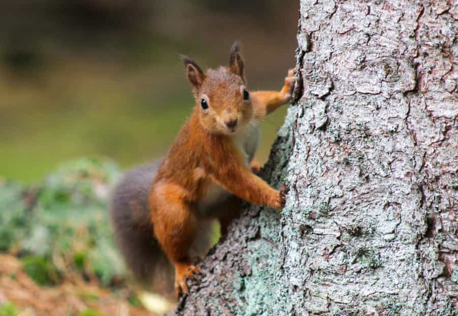 Red Squirrel (Pearse O’Halloran/Unsplash)
