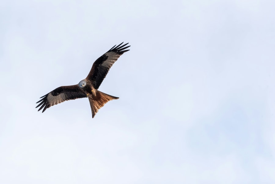 Red kites can be spotted across much of Snowdonia (Regine Tholen/Unsplash)