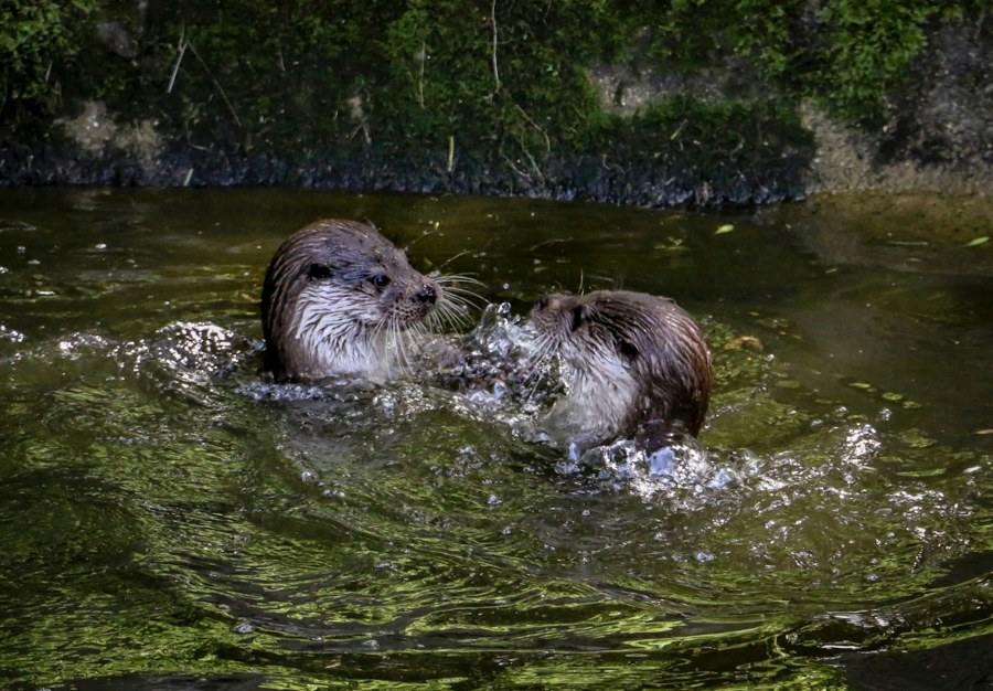 Otters playing at an undisclosed location on the River Dart (Ray Harrington/Unsplash)