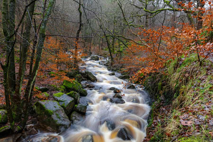 Padley Gorge is at its most colourful in autumn (Harry Borrett/Unsplash)
