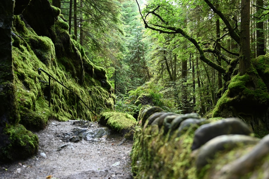 Puck’s Glen on the Loch Eck Loop (Tomasz Kardasz/Unsplash)