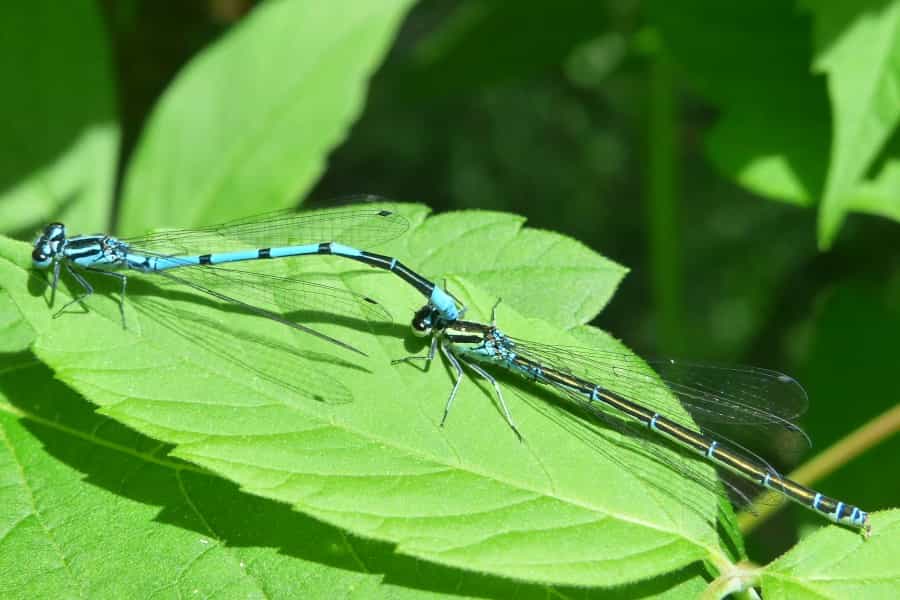 Pretty damselflies can be spotted all around the national park (Krzysztof Niewolny/Unsplash)