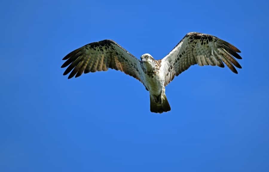 Seeing an osprey in flight is an amazing experience (David Clode/Unsplash)