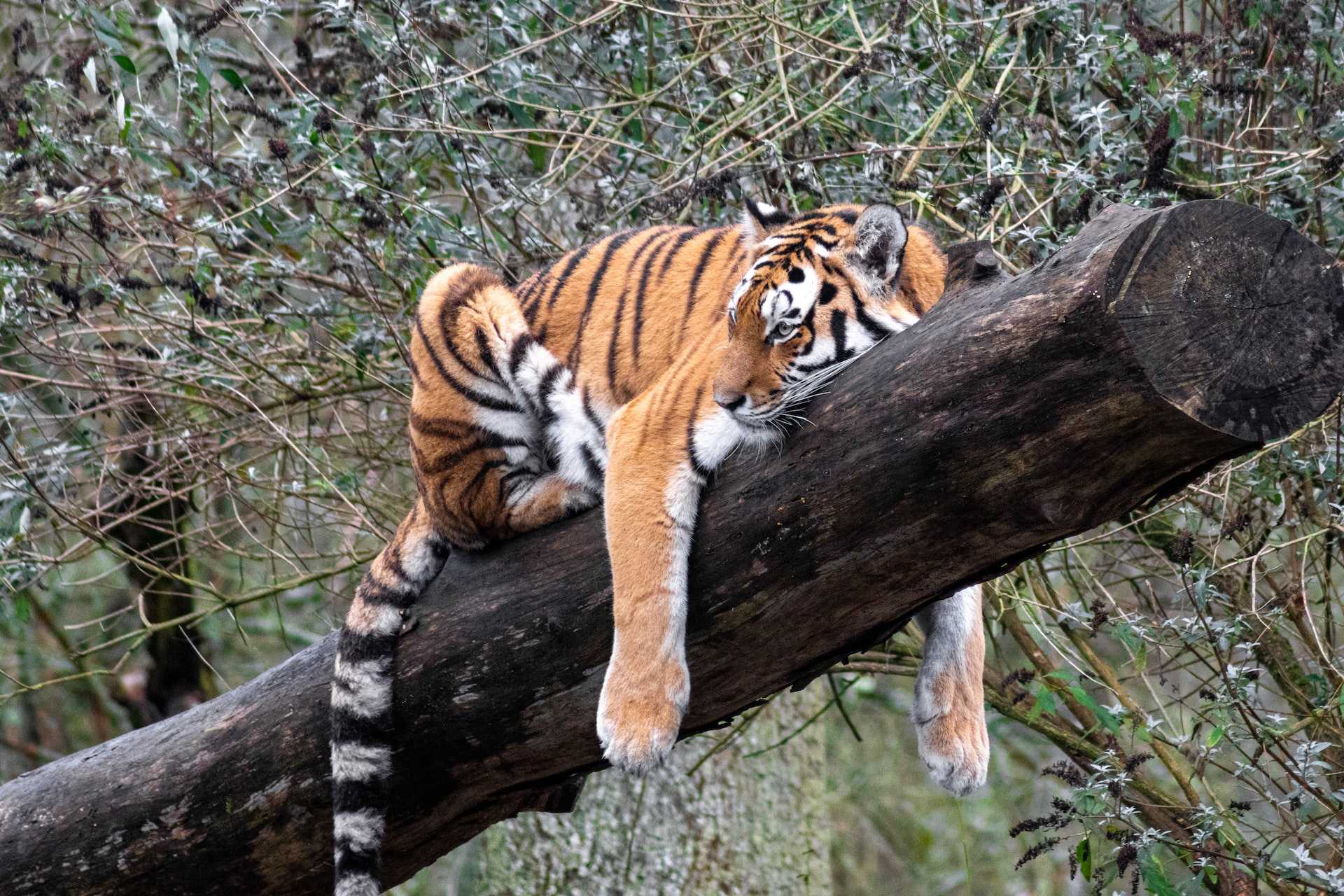 A big cat at Longleat Safari Park - Photo by George Gillams on Unsplash