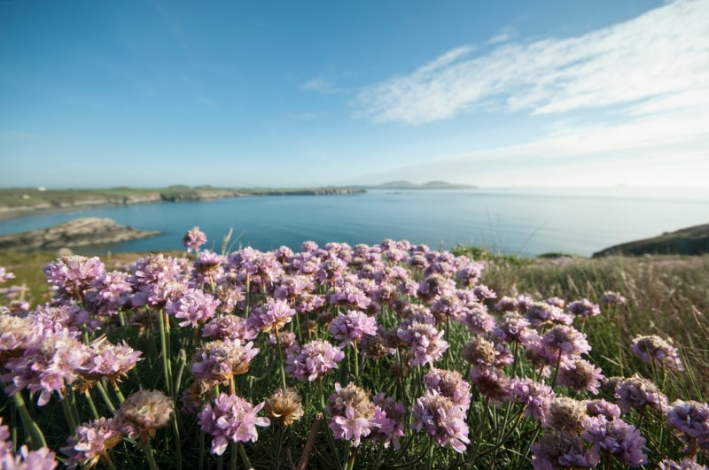 Spring flowers near St Davids (Jonathan Bean/Unsplash)