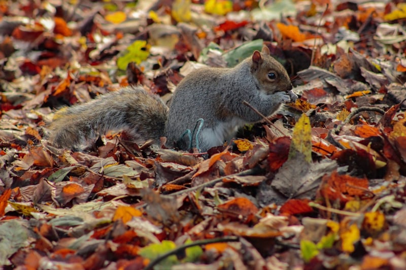 Spot the squirrels at Avenham and Miller Park in Preston (Abdullah Ali on Unsplash) Spot the squirrels at Avenham and Miller Park in Preston (Abdullah Ali on Unsplash)
