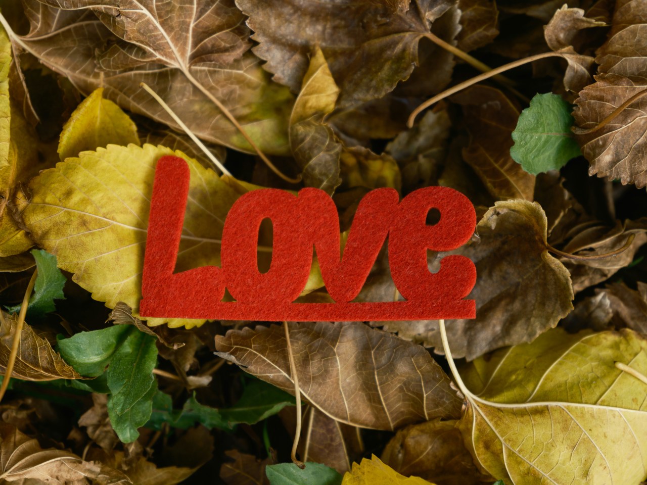 Red 'Love' letters on a leafy background