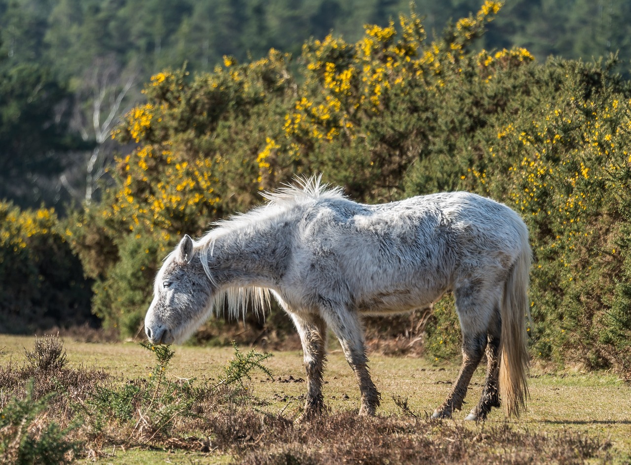 New Forest Pony (GrahamLKemp/Pixabay)