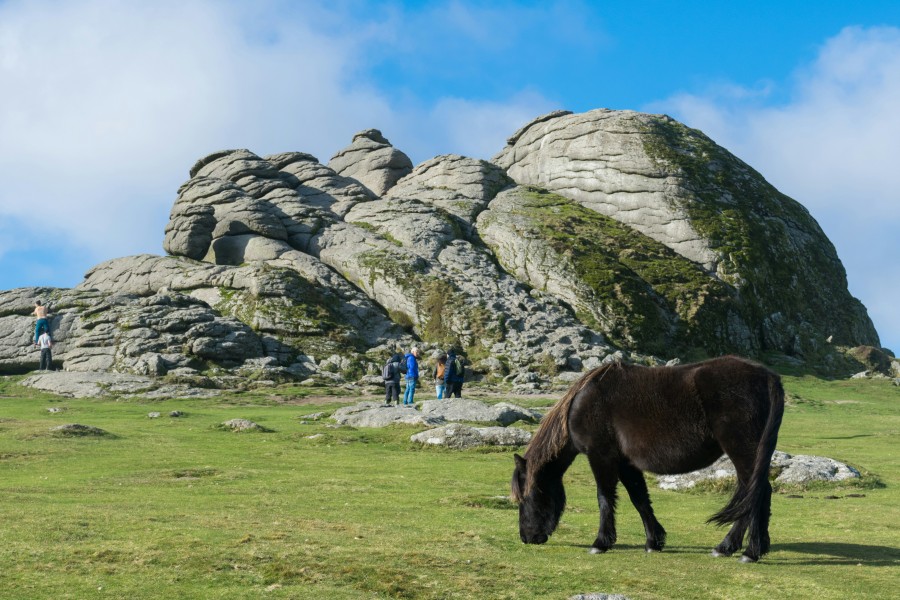 A Dartmoor pony grazes in the sunshine near a tor in national park (Veronica White/Unsplash)