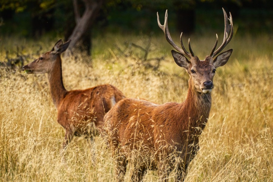 A large herd of wild red deer thrives in Borrowdale’s oak woodlands (Rainhard2/Pixabay)