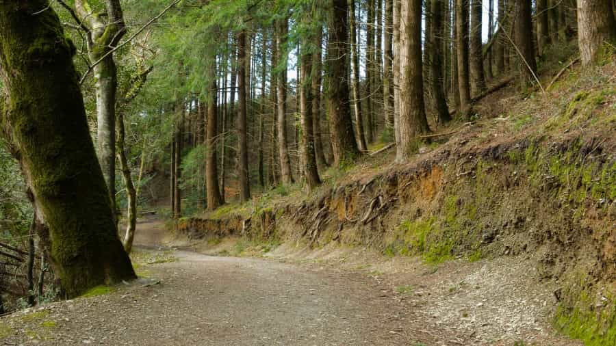 Pembrokeshire Forest Path (Mark Pell/Unsplash)