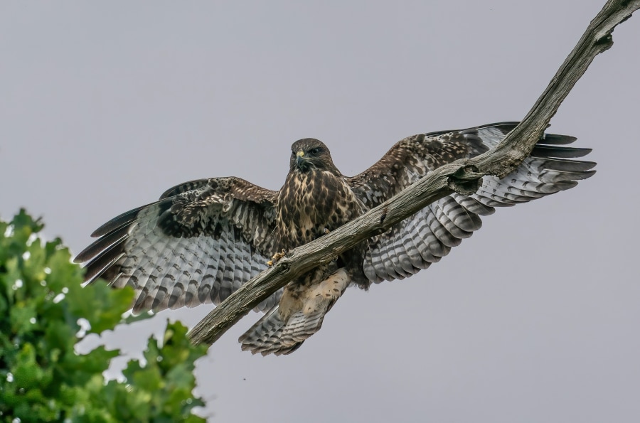 Buzzard (buteo buteo) are often seen hunting over Dartmoor moorland (Bob Brewer/Unsplash)