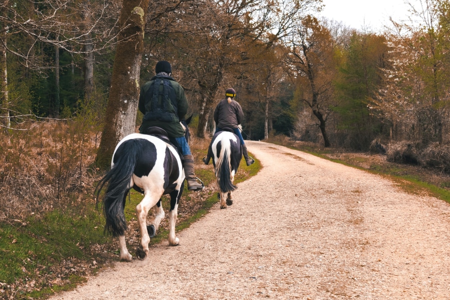Discover Dartmoor on horseback (ZU Photography/Unsplash)