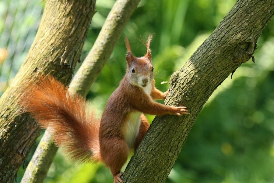 Red squirrels live in the woodlands of the Lake District (Andhoj/Pixabay)