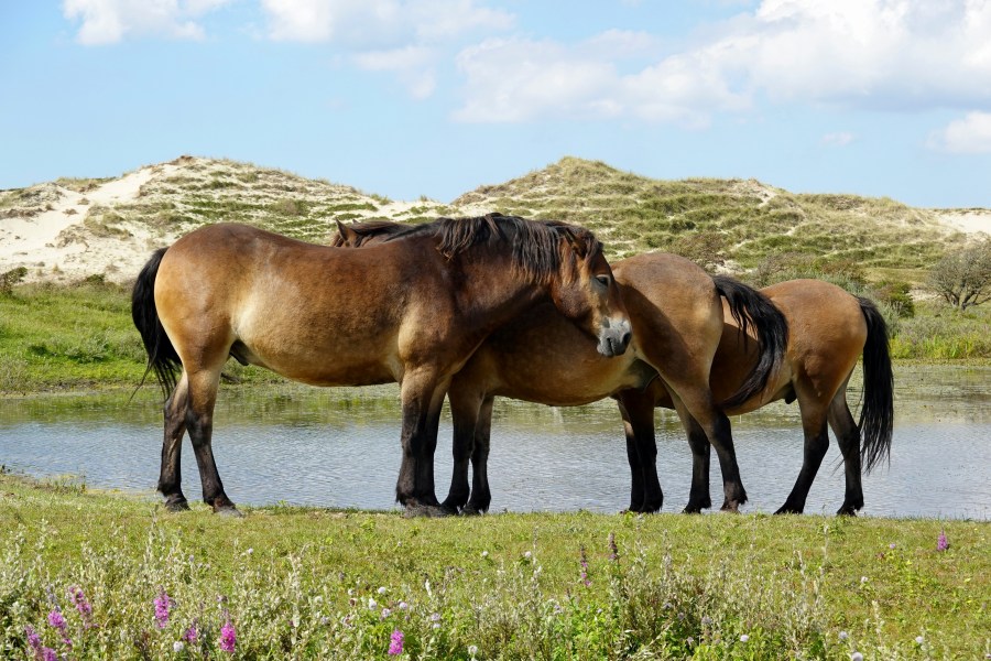 Look out for the famous Exmoor ponies as you explore the countryside and coast (Peter Hoogmoed/Unsplash)