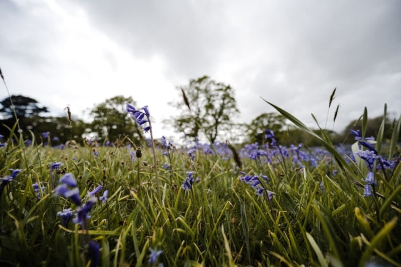 Wild bluebell meadow Wild bluebell meadow