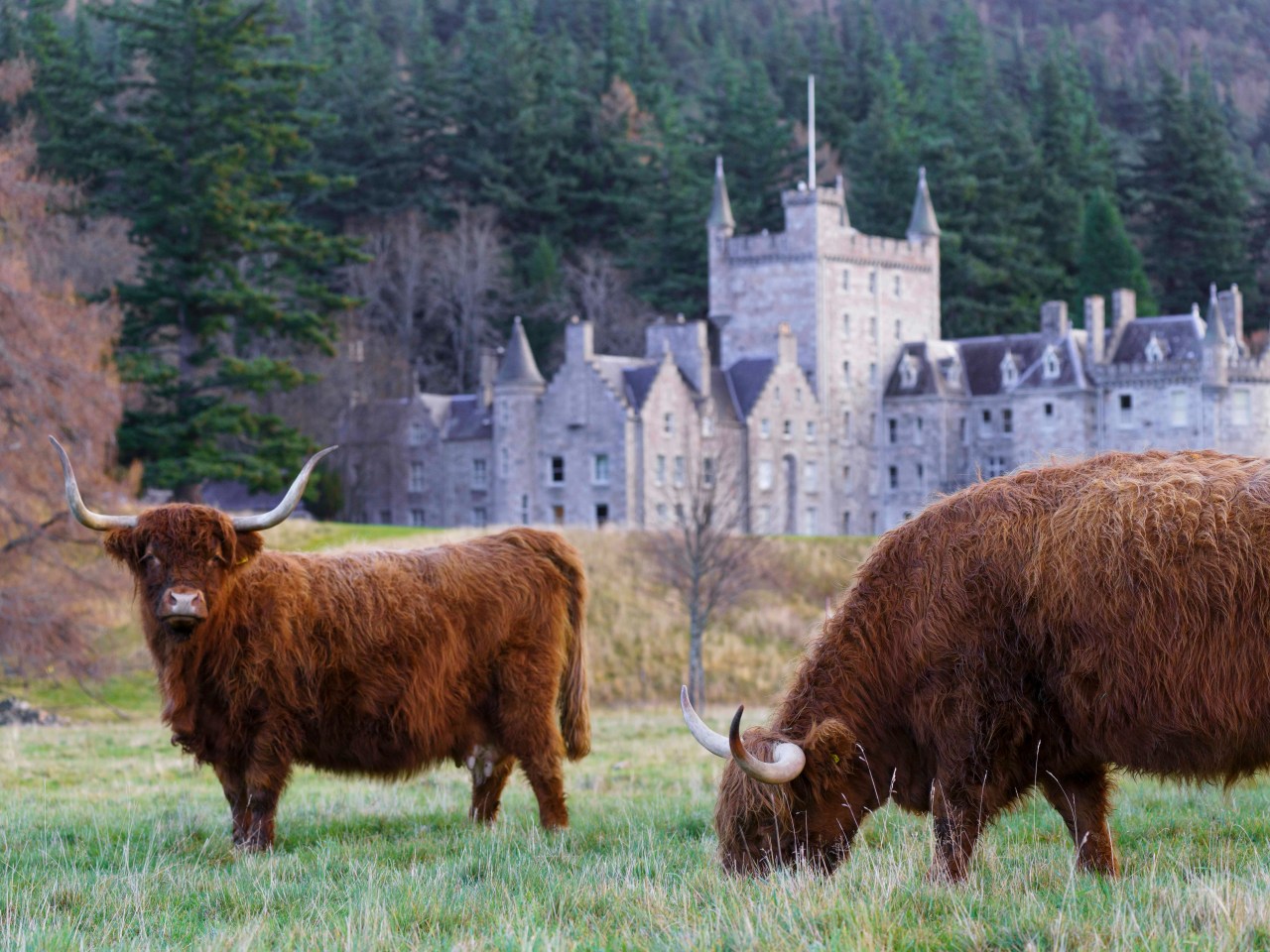 The Cairngorms is one of the most accessible parts of the Highlands (Martin Bennie/Unsplash)
