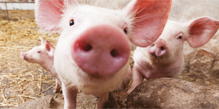 A piglet sniffs the camera
