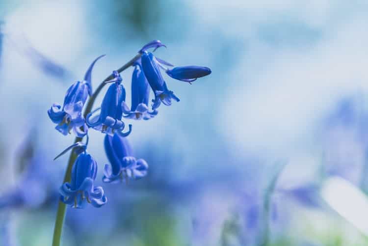 Stroll through blankets of bluebells at Brede High Woods (Jez Timms on Unsplash)