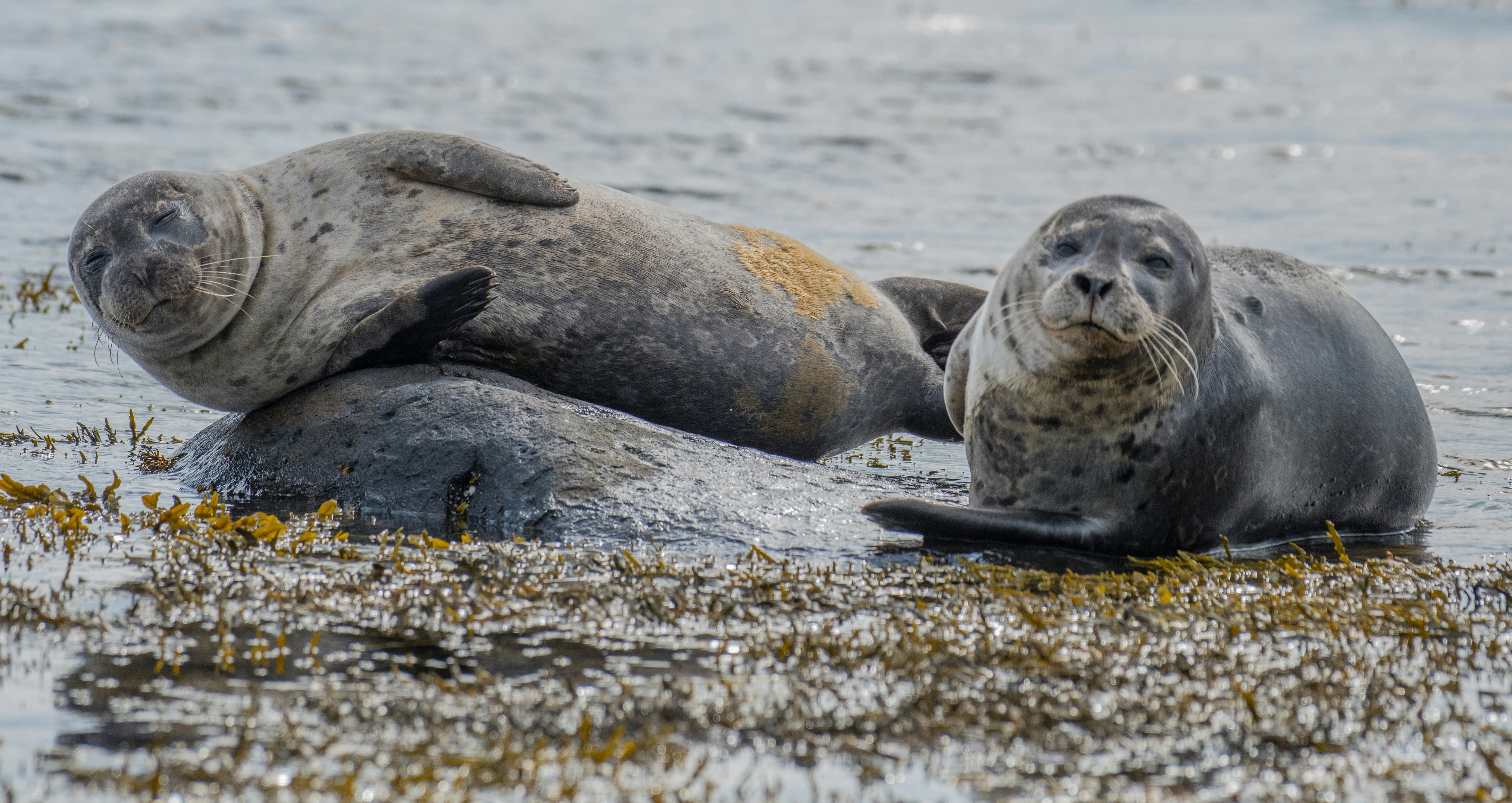 Seals are often spotted on the beach at Chapel Point (Pascal Mauerhofer/Unsplash)