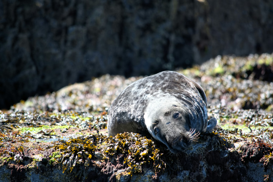 A grey seal off Northumberland’s coastline (Sam Robbins/Unsplash)
