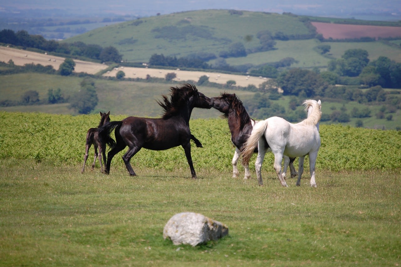Dartmoor pony herd with a foal on the moor (Pixabay)