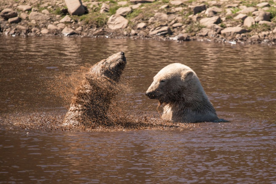 Polar Bears at the Highland Wildlife Park (Ramon Vloon/Unsplash)