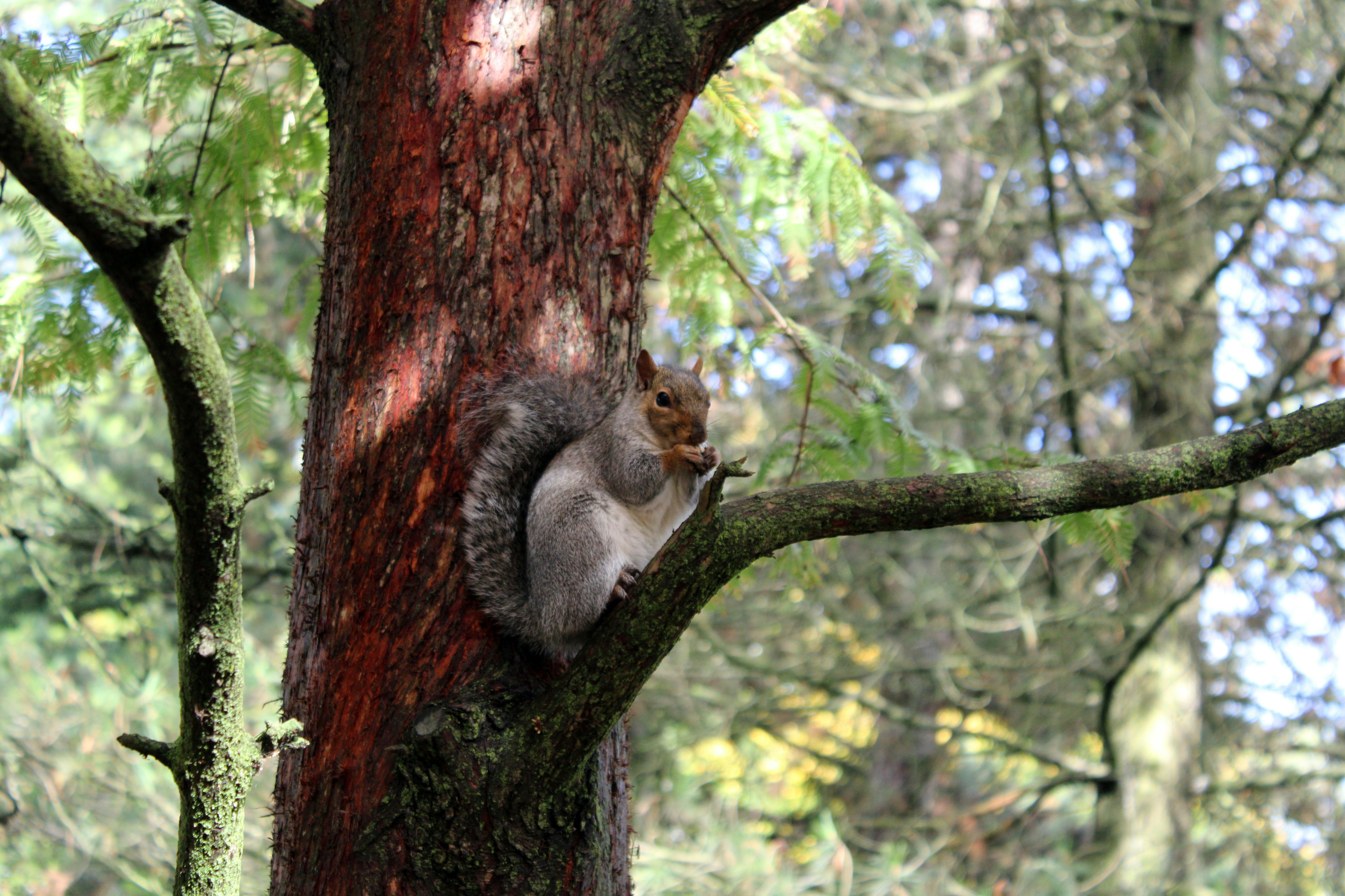 Look out for squirrels in the trees at Swift Valley (Oliver Potter/Unsplash)