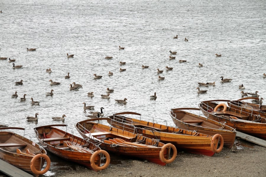 Rowing Boats (MonicaVolpin/Pixabay)