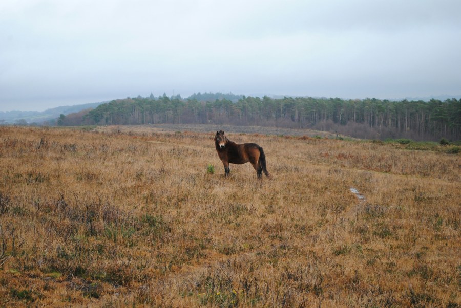 The open moors are home to Exmoor’s wild ponies (Sam Vernon/Unsplash)