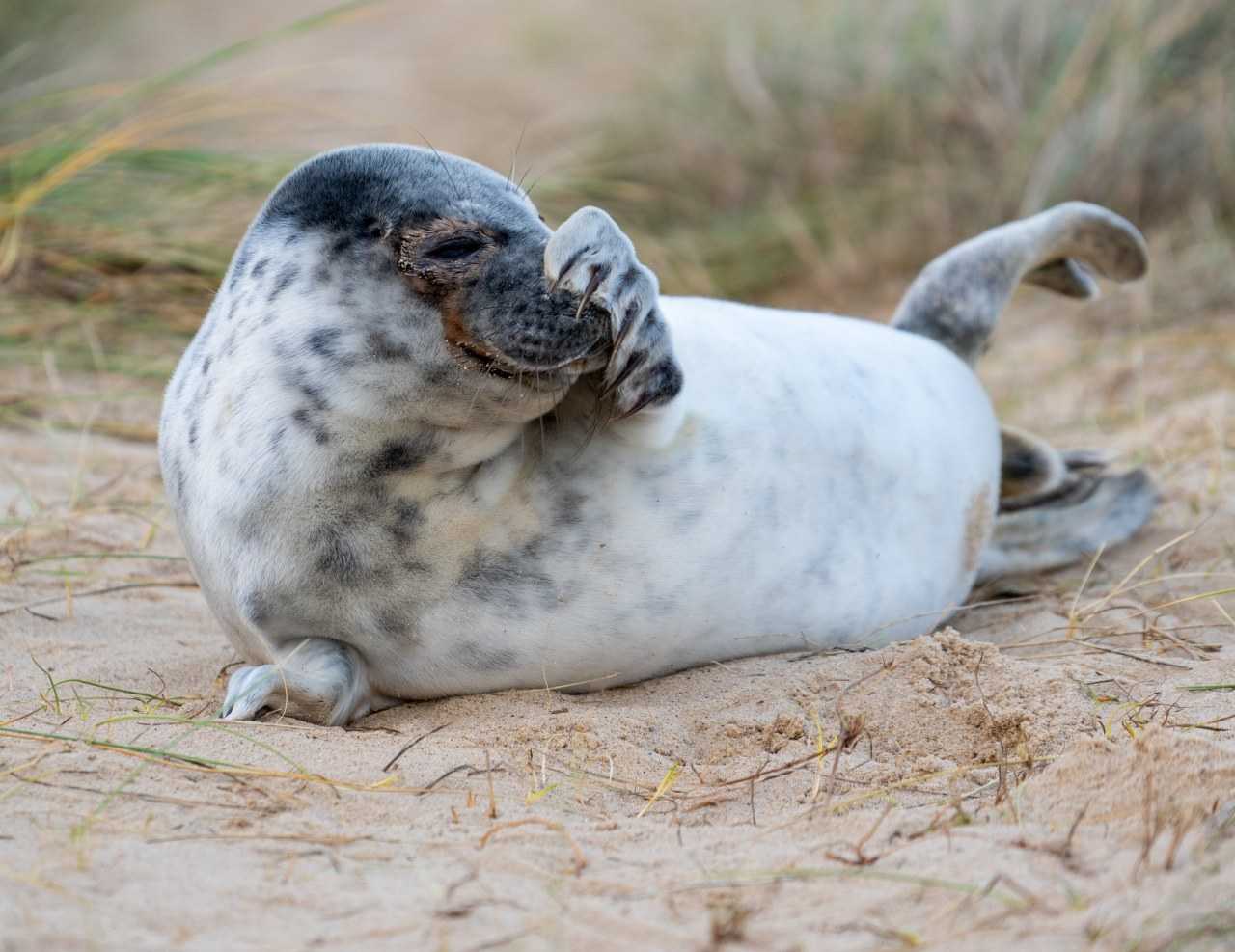 The spit at Blakeney Point has around 2,500 seal pups in winter (Nicola Nuttall on Unsplash)