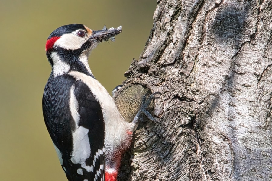 Great Spotted Woodpecker (hapr80/Pixabay)