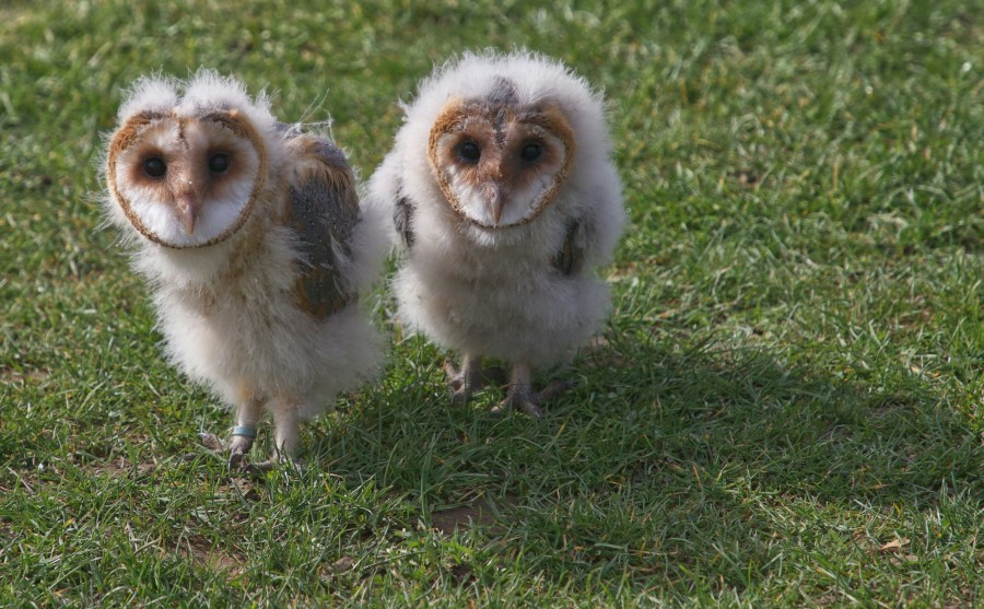 A pair of juvenile barn owls (Dave Lowe/Unsplash)