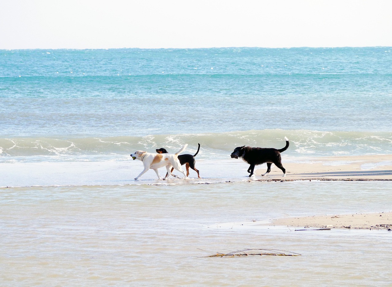 Let your four-legged friends run around on an East Yorkshire beach for the day (Stylemotions/Pixabay)