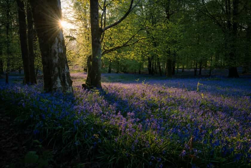 Woodland sunset with bluebells Woodland sunset with bluebells
