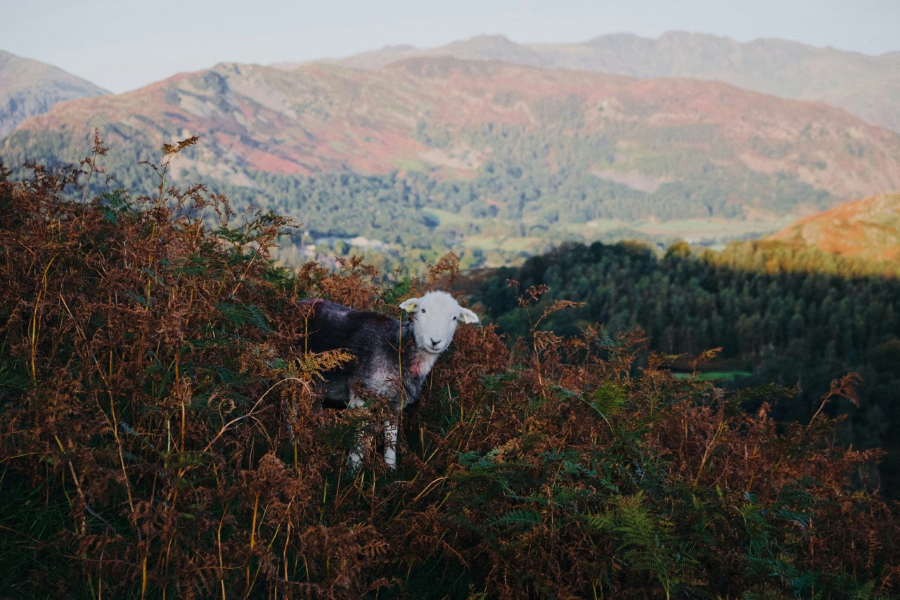 A Herdwick ewe with a backdrop of Lingmoor Fell near Ambleside (Ian Cylkowski /Unsplash)