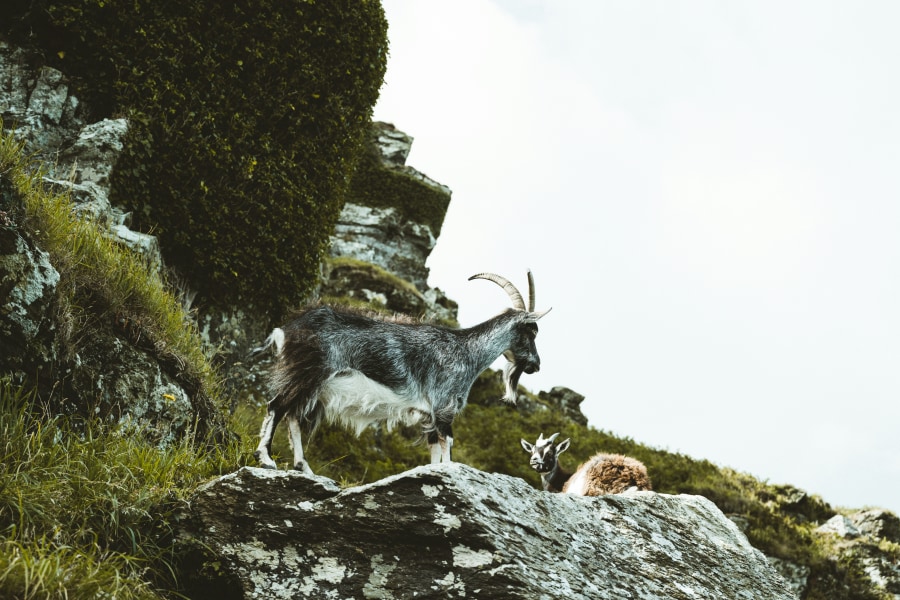 Look out for the wild goats as you reach Valley of Rocks (Annie Spratt/Unsplash)