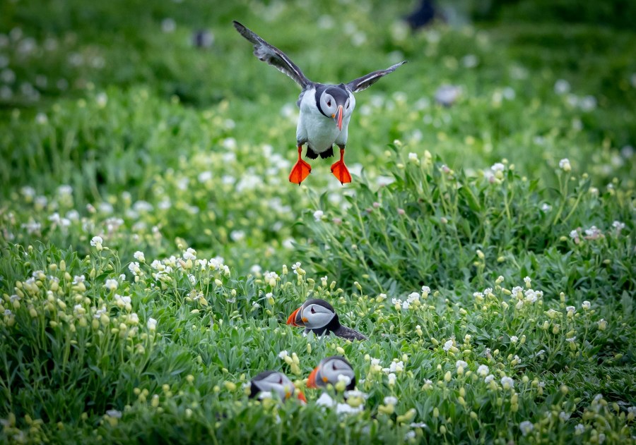 Puffins on the Farne islands (Jonny Gios/Unsplash)