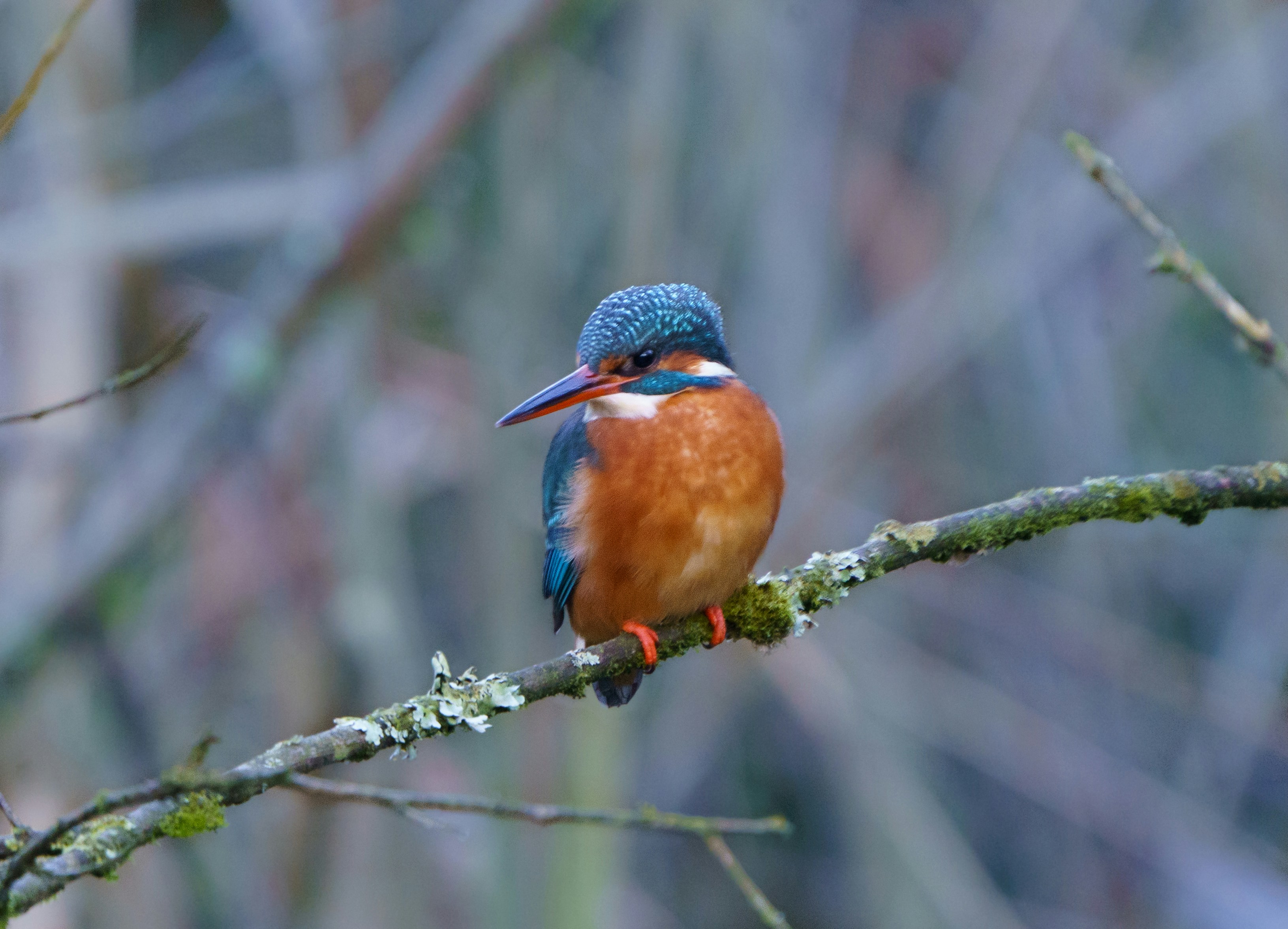 Keep a lookout for kingfishers at Greenfield Valley (Amee Fairbank-Brown/Unsplash