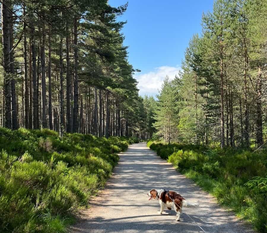 Flat paths in Glenmore Forest by Jacob Brennan