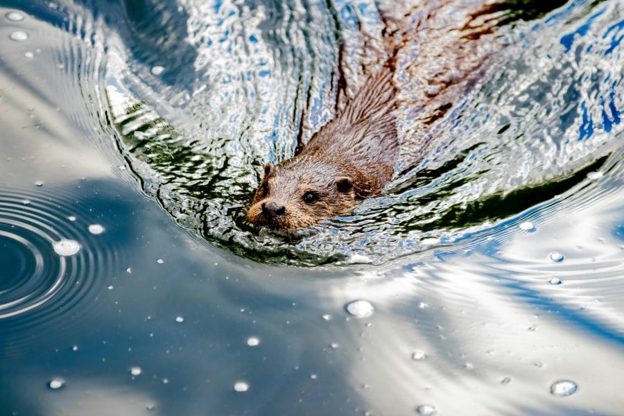 Look out for otters around Loch Lomond and local rivers (Andreas Schantl/Unsplash)