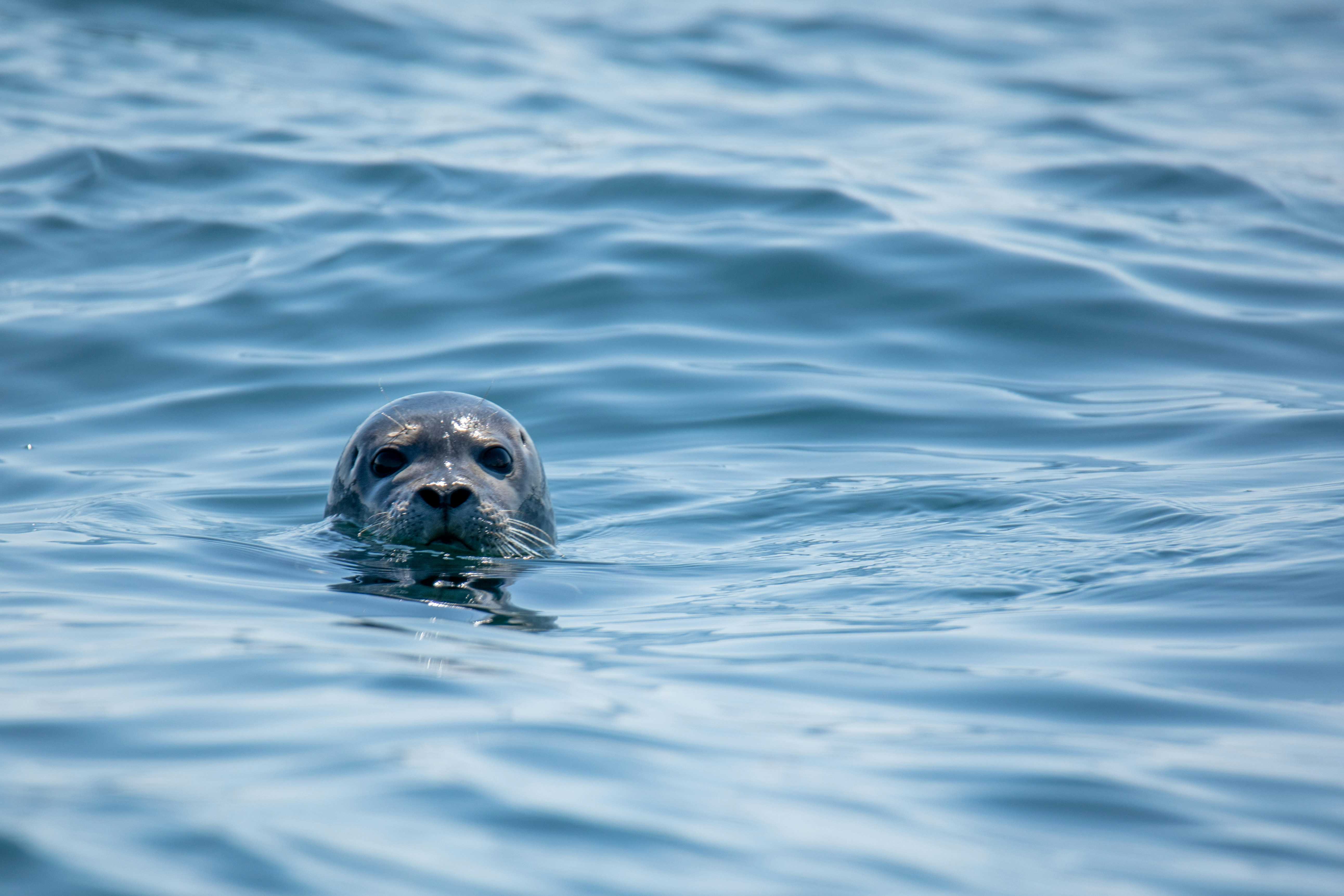 Look out for seals while you’re out at sea (Keith Luke/Unsplash)