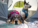 Chiens acceptés